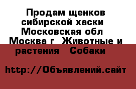 Продам щенков сибирской хаски - Московская обл., Москва г. Животные и растения » Собаки   